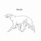 Borzoi Breeds sketch template