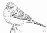 Coloring Sparrow Printable Pages Chipping Choose Board Drawing sketch template