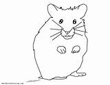Hamster Coloring Pages Lineart Kids Printable Print Color sketch template