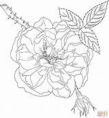 Coloring Pages Rose Games Library sketch template