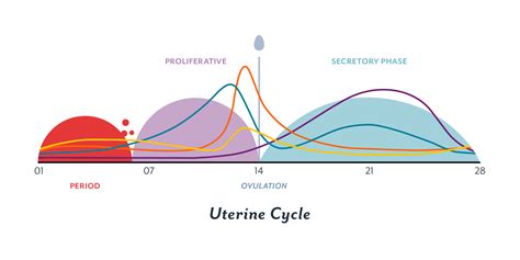 The Menstrual Cycle Phases Of Your Cycle