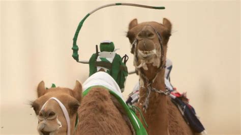 Dubai’s Camel Races Embrace Robot Jockeys