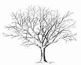 Willow Coloring Pages Getcolorings Tree sketch template