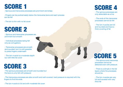 body condition score ewes