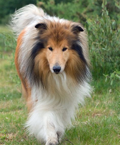 rough collie dog  stock photo public domain pictures