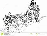 Sled Dog Coloring Dogs Pages Clipart Team Alaskan Race Stock Iditarod Vector Sledding Musher Husky Dreamstime Drawing Illustration Drawings Color sketch template