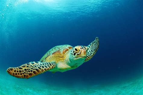 10 Fun Facts About Sea Turtles