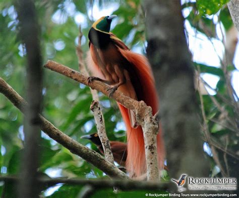 papua new guinea birding adventures worldwide destinations