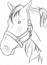 Coloring Horse Head Pages Choose Board Colouring sketch template