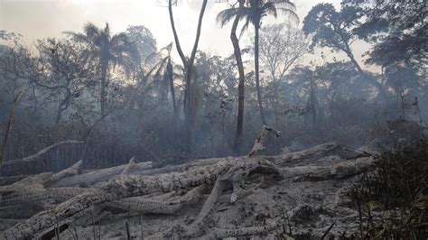 amazon deforestation  tamed  roaring    york times