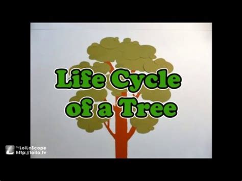 life cycle   tree youtube