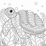 Turtle Verbnow Symmetrical sketch template