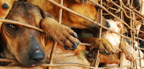 officials  vietnamese city urges citizens  stop eating dog meat