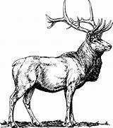 Stag Cervine Pixabay sketch template