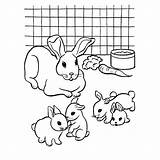 Konijn Konijnen Konijntjes Dieren Schattige Kleintjes Spelen Moeder Kijkt Toe Uitprinten Leukvoorkids Konijntje Jonge Downloaden Rabbit sketch template