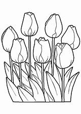 Tulipanes Colorear Kleurplaten Tulipani Lalele Tulipes Colorat Topkleurplaat Bloem1 Creciendo Planse Plansa Tigrisor Flori Stampare Om Kleurplaat Tekening Tulips Bloem sketch template
