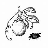 Passionfruit Illustrazione Schizzo Frutta Fresca Passione Ramo Frutto sketch template