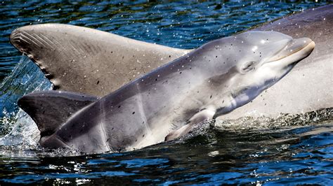 dolfinarium laat dolfijnen niet meer door hoepels springen maar shows blijven nos