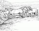 Coloring Horses Printable Pages Herd Horse Book sketch template
