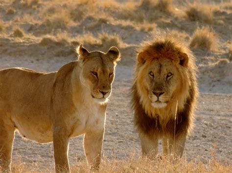 african lion animals wiki fandom powered  wikia