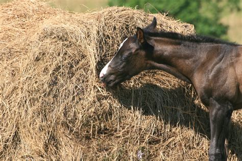 hay  horses alternative animal natural pet products