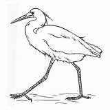 Reiger Kleurplaat Vogels sketch template