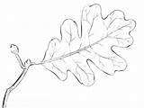 Leaf Oak Tree Coloring Draw Drawing Pages Roble Step Printable Leaves Sketch Hojas Para Hoja Una Dibujo Contour sketch template