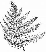 Fern Lady Clipart Drawing Line Leaf Coloring Etc Sketch Template Plant Leaves Getdrawings Usf Edu Medium Large Name sketch template