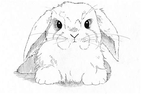 lop eared bunny  callan rogers grazado   bunny coloring pages
