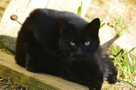 black cat day  feral life cat blog
