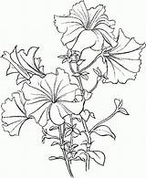 Petunia Flowers Coloring Pages Flower Drawing Printable Petunias Drawings Beautiful Printables Book Many But Tattoo Springtime Flowercoloring Colouring Line There sketch template