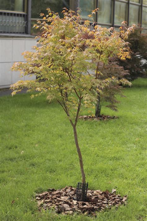Japanese Maple Tree Facts Lifespan Of Japanese Maple Trees