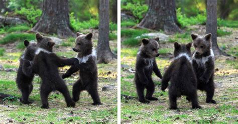 dancing bear