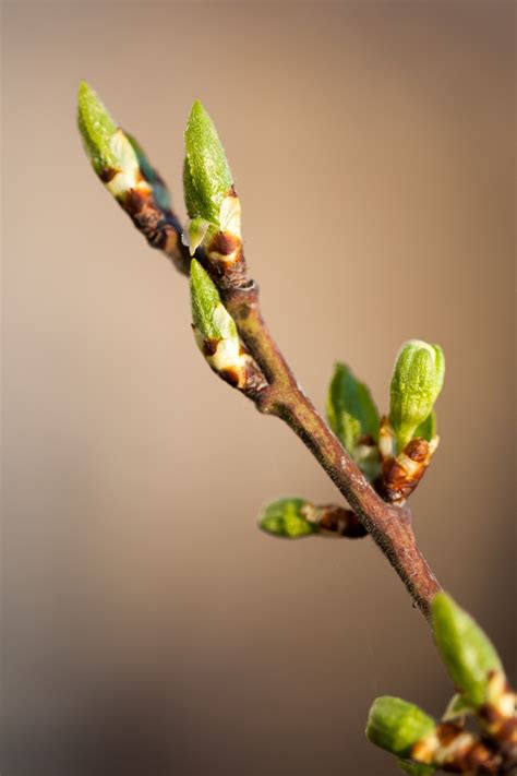 tree buds  stock photo public domain pictures