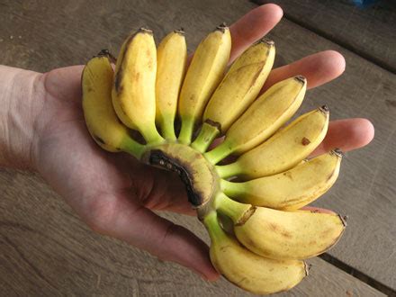 medium size bananas   cals  mini bananas   general