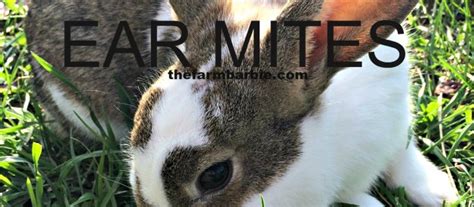 Help My Rabbit Has Crusty Ears – Farm Fresh For Life – Real Food For