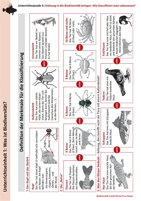 stammbaum der tiere biologie