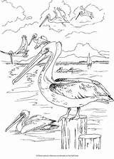 Coloring Wetlands Getcolorings Resultat Imatges Color Dover America Book Beautiful sketch template