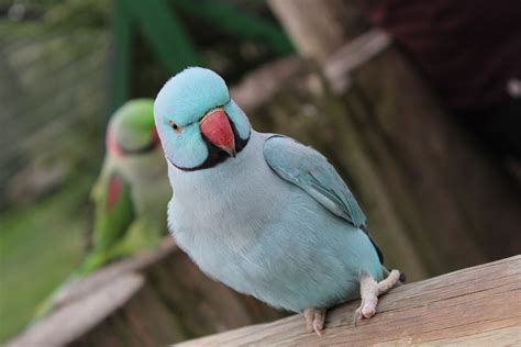 How Much Does An Indian Ringneck Parakeet Cost 2023 Price Guide