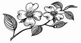 Dogwood Tree Clipart Flower Drawing Drawings Coloring Clip Blossoms Flowers Cliparts Trees Tattoo Line Tattoos Flowering Draw Library Clipground Gif sketch template