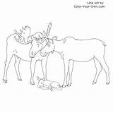 Moose Family Coloring Pages Line Index Own Color sketch template