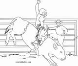 Bull Coloring Riding Pages Printable Bucking Color Print Pbr Miniature Cowboy Bulls Drawing Sheets Kids Books Cow Popular Coloringhome Sketch sketch template