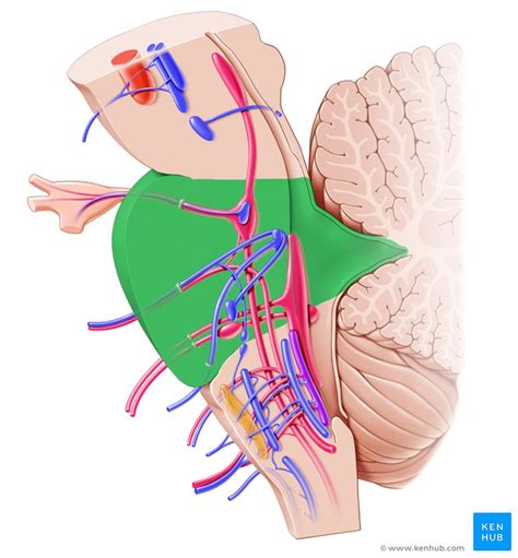 midbrain  pons anatomy nuclei  tracts kenhub