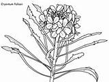 Coloring Arctic Tundra Plants Pages Erysimum Plant Template Ws sketch template