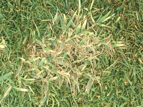 wvccgreens summertime bermudagrass suppression  action