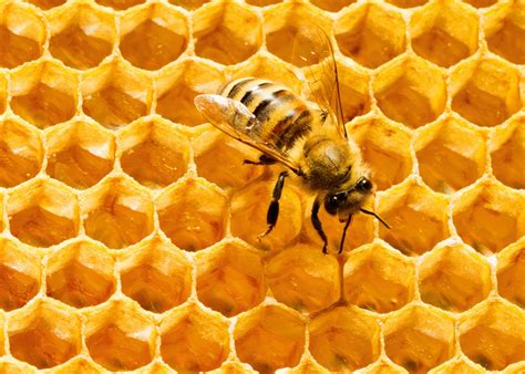 hexagons    scientifically efficient packing shape  bee
