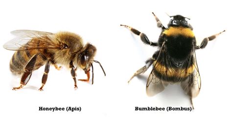 buzzworthy bumblebee facts