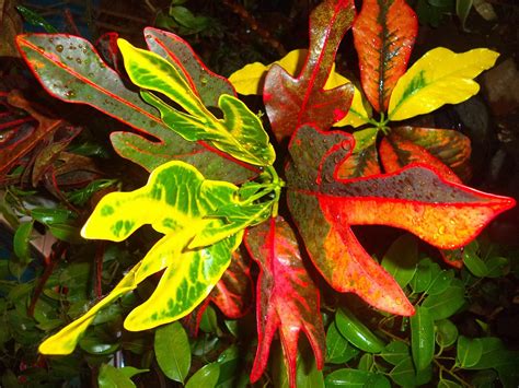 gambar daun warna kuning gambar bagian tumbuhan