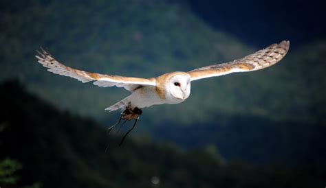 owls fly  quietly  wire science