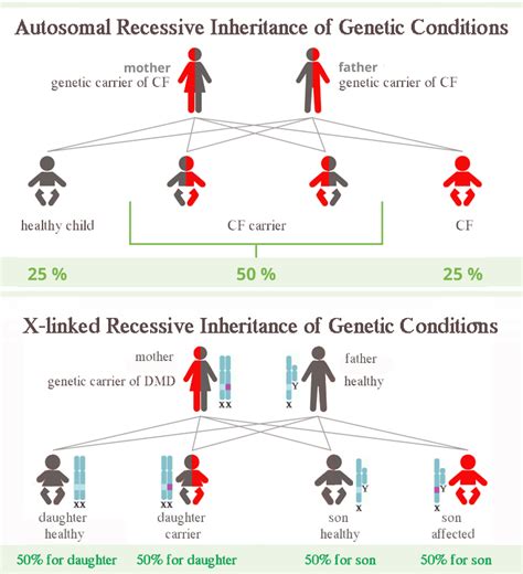 Autosomal X Linked Recessive Inheritance Diagram Otogenetics